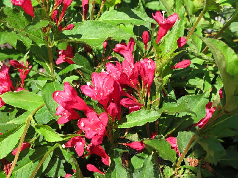 Weigela x hybrida Evita Weigela vajgélie, zanice Zahradnictví Franc